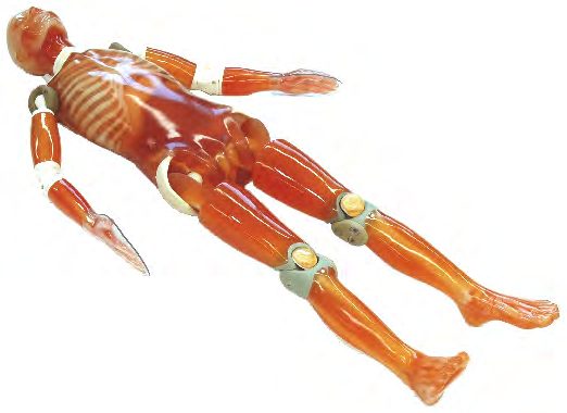 PH-2B CT Whole Body Phantom PBU-60 — fantoma Kyoto Kagaku distribuido en México por Radical One