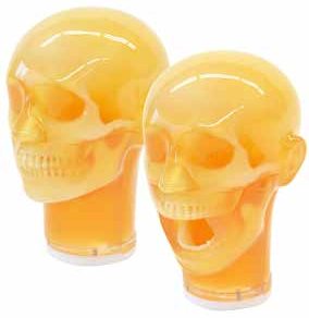 PH-76 Dental Radiography Head Phantom — fantoma Kyoto Kagaku distribuido en México por Radical One