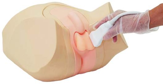 US-11 Ultrasound Scrotal Phantom — fantoma Kyoto Kagaku distribuido en México por Radical One